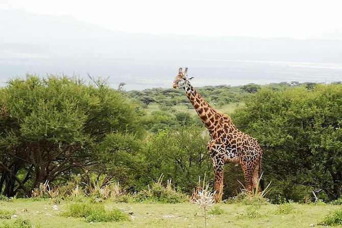 4 days Awesome Luxury safari Tarangire Serengeti & Ngorongoro - FAQ