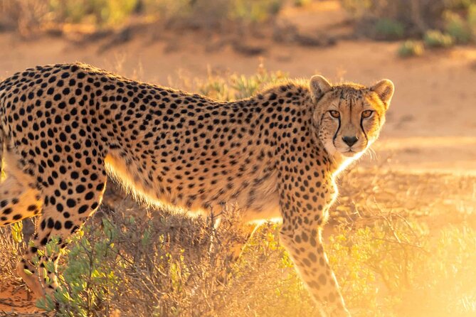 4 days Best experience Kilimanjaro Hike, Serengeti &Ngorongoro - Why this four-day combination works