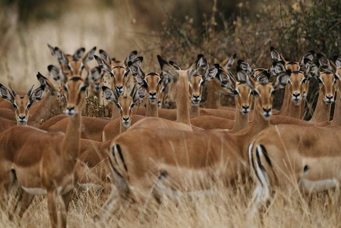 4 days Best experience Kilimanjaro Hike, Serengeti &Ngorongoro - The long road to Serengeti National Park