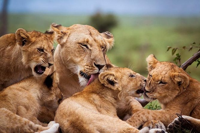 4 days Best experience Kilimanjaro Hike, Serengeti &Ngorongoro - Ngorongoro rim views and Maasai culture
