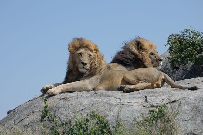 4 days Best experience Kilimanjaro Hike, Serengeti &Ngorongoro - Down into the crater on Day 4