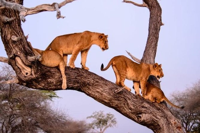 4 days Best experience Kilimanjaro Hike, Serengeti &Ngorongoro - Guides, service, and the private format