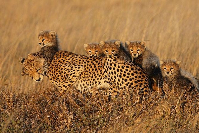 4 days Best experience Kilimanjaro Hike, Serengeti &Ngorongoro - Meals, camping, and what to pack