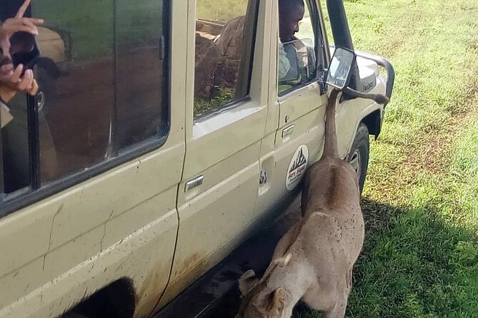 4 Days Big 5 Tour & Cultural Experience - Day one: Tarangire’s elephants and baobabs