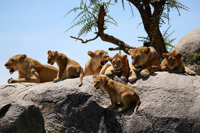 4: days Big five safari - Three parks, three very different safari days