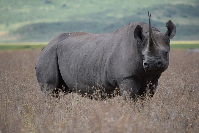 4: days Big five safari - Day three: Lake Manyara’s forest and hot spring