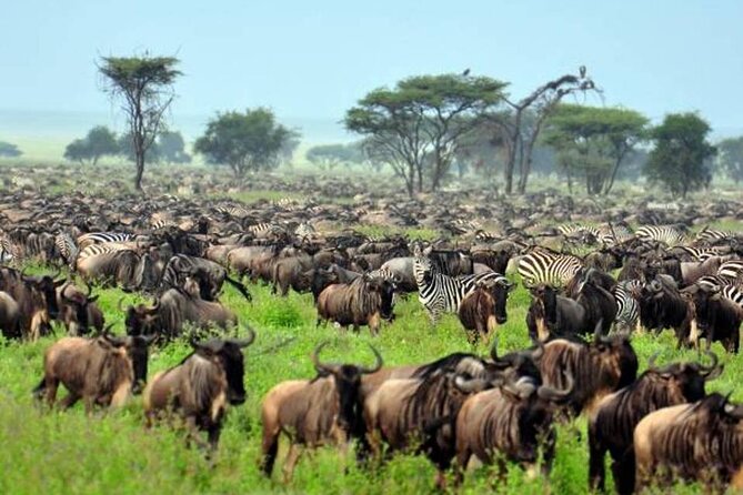4: days Big five safari - The guide can make or break the safari