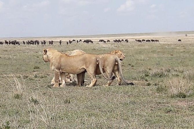 4: days Big five safari - Lodging and meals: convenient, but confirm the details