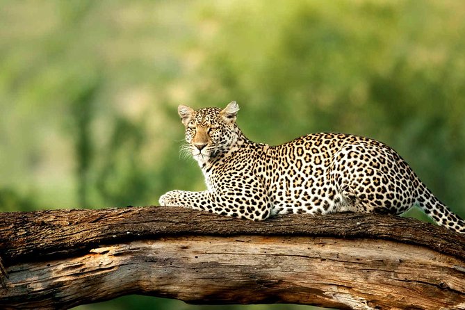 4 Days Experience big five in Tarangire, Serengeti & Ngorongoro Safari - Why this four-day route works