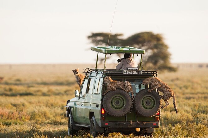 4 Days Experience big five in Tarangire, Serengeti & Ngorongoro Safari - Day 3: A sunrise search for predators