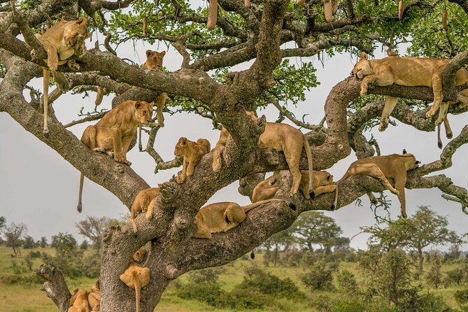 4 Days Experience big five in Tarangire, Serengeti & Ngorongoro Safari - Day 4: Ngorongoro Crater’s concentrated wildlife