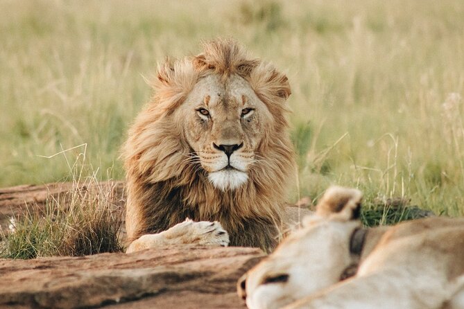 4 Days Experience big five in Tarangire, Serengeti & Ngorongoro Safari - Day 1: Elephants and baobabs in Tarangire