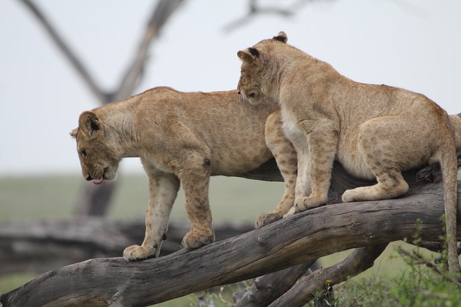 4 Days Game drives Safari Tarangire, Serengeti and Ngorongoro Crater - Day four: Ngorongoro Crater’s concentrated wildlife