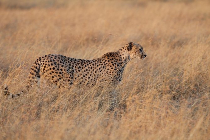 4 Days Game drives Safari Tarangire, Serengeti and Ngorongoro Crater - Accommodation and meals on the road