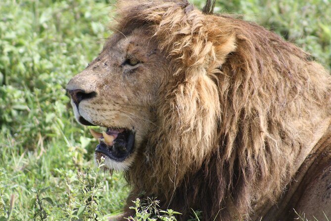 4 Days Group Camping Safari - Day 2: Entering the Serengeti through the highlands