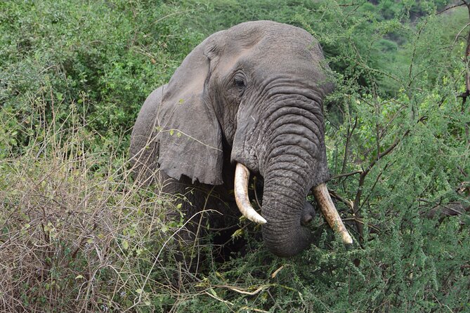 4 Days Group Camping Safari - What $900 per person really buys you