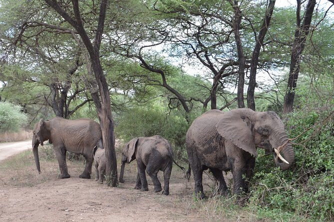 4 Days Group Camping Safari - Guides, cooks, and the human side of the trip