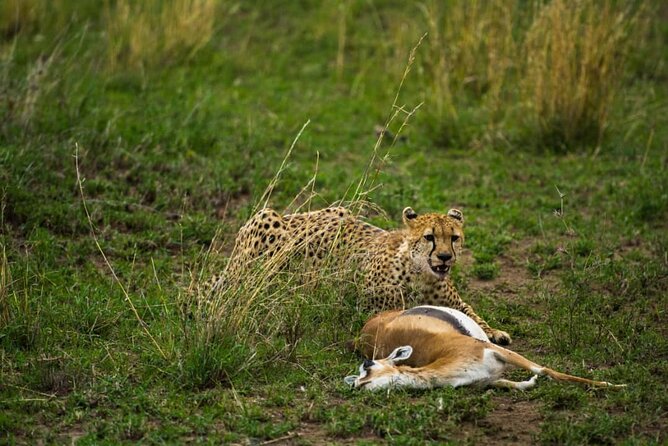 4 Days Group Joining Camping Safari to Tarangire Serengeti Ngorongoro Crater - Day 2: Reaching the Serengeti plains