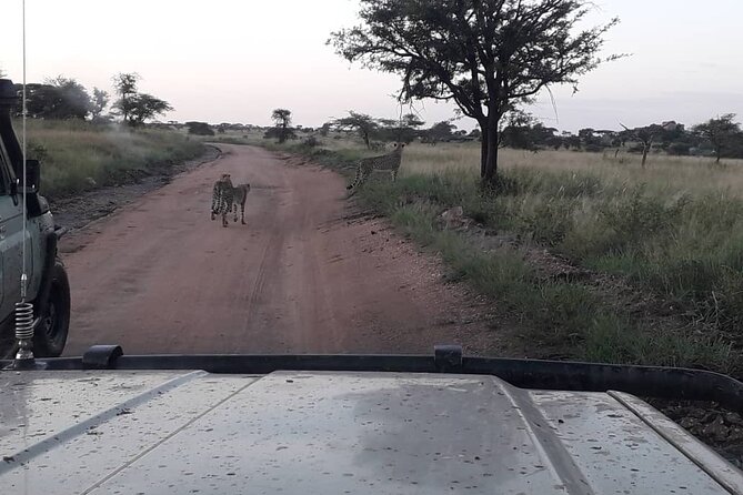 4 Days Group Joining Camping Safari to Tarangire Serengeti Ngorongoro Crater - Guides, vehicles, and the group format