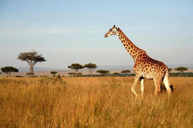 4 Days Group Joining Camping Tanzania safari - What you are really buying for $1,333.34