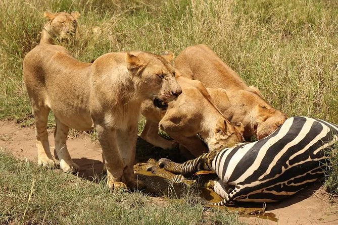 4 Days Joined Group Safari Serengeti,Ngorongoro and Tarangire National Parks - What this four-day safari is really like