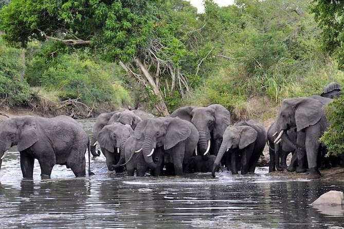4 Days Joined Group Safari Serengeti,Ngorongoro and Tarangire National Parks - Day four: Down into Ngorongoro Crater
