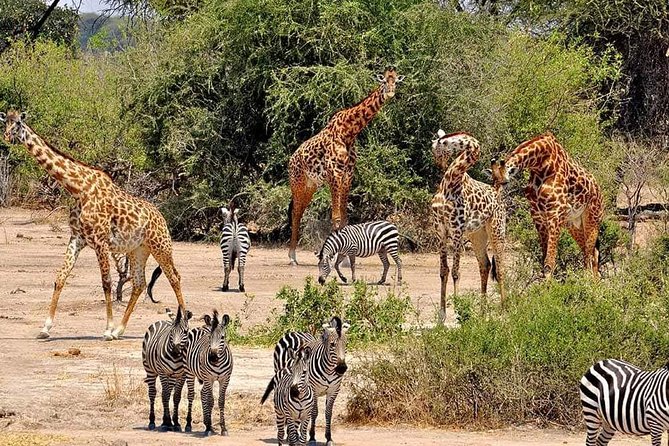 4 Days Joined Group Safari Serengeti,Ngorongoro and Tarangire National Parks - What the price includes, and what it does not