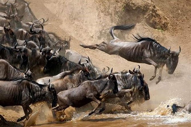 4 Days Joined Group Safari Serengeti,Ngorongoro and Tarangire National Parks - Day two: From Fig Big Tree to the Serengeti plains