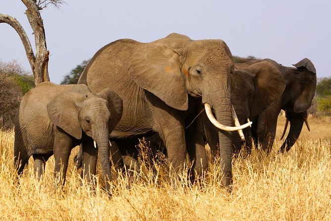 4 Days Joining group budget camp Safari in Serengeti , Ngorongoro and Tarangire - Starting in Arusha with the group