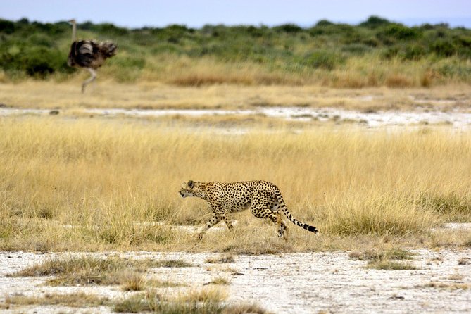 4 Days Joining group budget camp Safari in Serengeti , Ngorongoro and Tarangire - Serengeti: the main event
