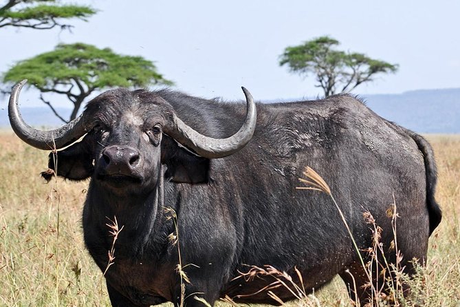 4 Days Joining group budget camp Safari in Serengeti , Ngorongoro and Tarangire - One lodge night and two nights under canvas