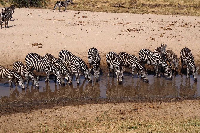 4 Days Joining group budget camp Safari in Serengeti , Ngorongoro and Tarangire - Guides, communication, and organization
