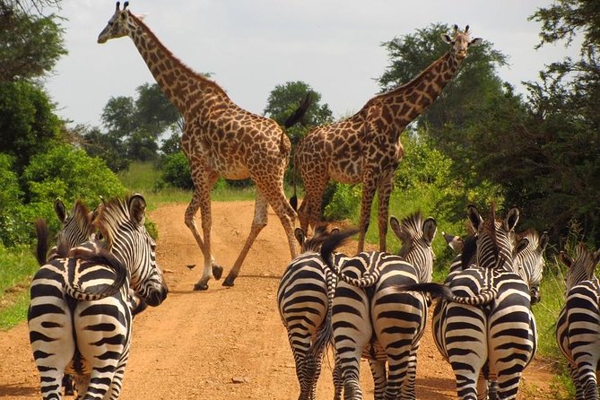 4 Days Joining group budget camp Safari in Serengeti , Ngorongoro and Tarangire - What is not included in the $930