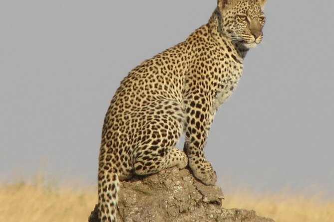 4 Days Joining group budget camp Safari in Serengeti , Ngorongoro and Tarangire - Tarangire: a strong opening to the wildlife route