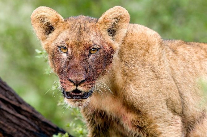 4 Days Lake Manyara National Park, Ngorongoro Crater , Serengeti National Park. - Five details to know before booking