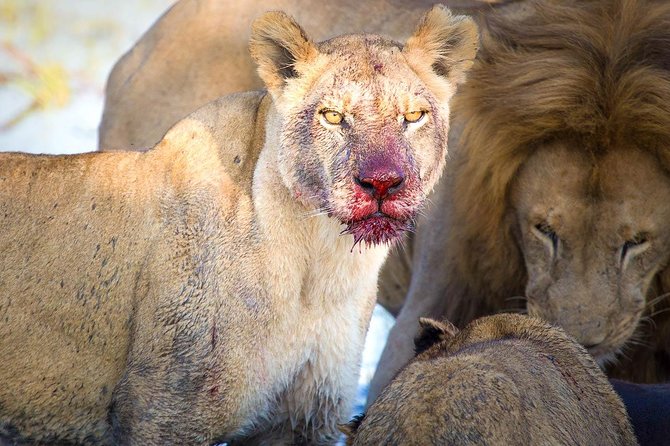 4 Days Lake Manyara National Park, Ngorongoro Crater , Serengeti National Park. - How this safari fits together