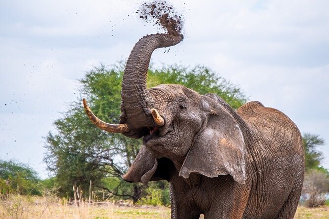 4 Days lodge &camping Tarangire,Serengeti, Ngorongoro Safari Tour - Day 2: From the Ngorongoro viewpoint to the Serengeti