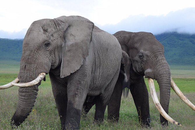 4 Days lodge &camping Tarangire,Serengeti, Ngorongoro Safari Tour - Day 3: A full Serengeti morning before Ngorongoro