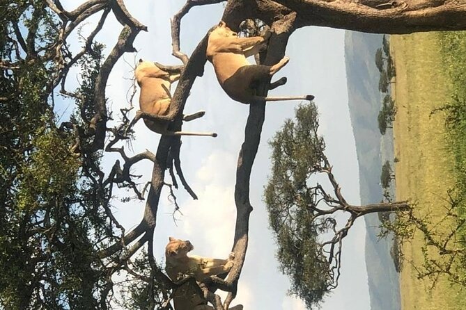 4 Days lodge &camping Tarangire,Serengeti, Ngorongoro Safari Tour - The guides and the human side of the safari