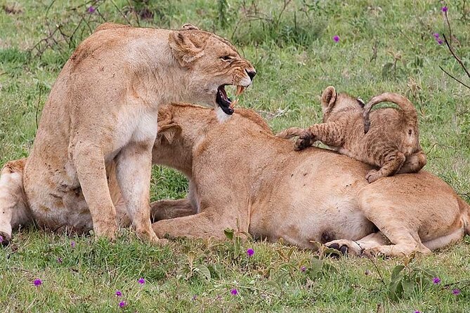 4 Days lodge &camping Tarangire,Serengeti, Ngorongoro Safari Tour - Day 1: Tarangire’s elephants and broad open country