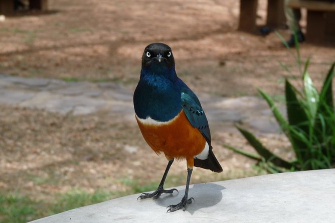4 Days Lodge Safari - Day one: Lake Manyara and the Rift Valley escarpment
