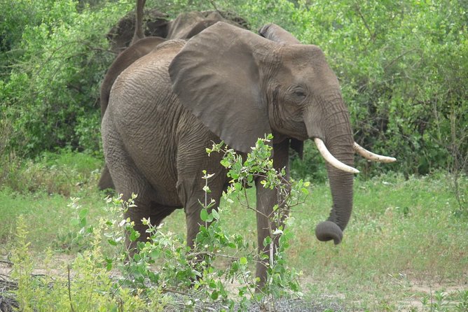 4 Days Lodge Safari - Day three: Dawn in Serengeti, then the crater rim