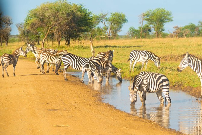 4 Days Lodge Safari - Day four: Wildlife inside Ngorongoro Crater