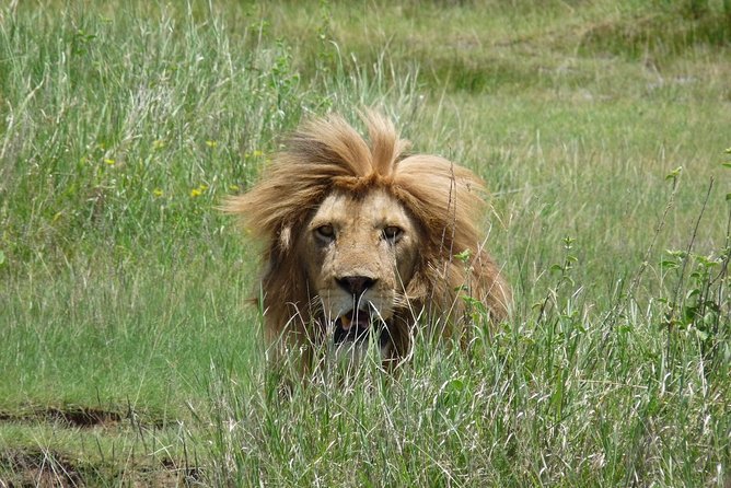 4 Days Lodge Safari - The private vehicle and pace