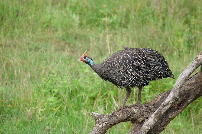 4 Days Lodge Safari - What the $1,847.43 price includes