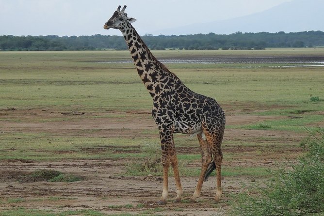 4 Days Lodge Safari - Food, comfort, and practical limits