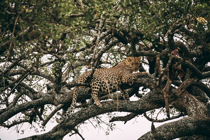 4 Days Lodge Safari in Lake Manyara, Serengeti & Ngorongoro Crater - Day 4: A morning inside the Ngorongoro Crater