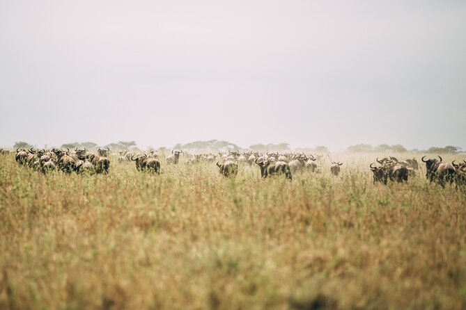 4 Days Lodge Safari in Lake Manyara, Serengeti & Ngorongoro Crater - Lodges, meals, and what the price covers