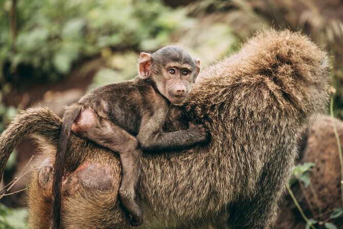 4 Days Lodge Safari in Lake Manyara, Serengeti & Ngorongoro Crater - Day 1: Lake Manyara’s lake, forest, and Rift Valley views