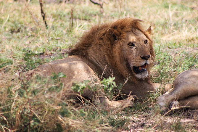 4 Days lodge safari Tarangire , Ngorongoro crater & Walking - Guides, Vehicles and the Pace of the Days